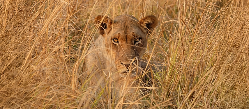 A lioness blending into tall, golden grass in South Luangwa National Park, Zambia