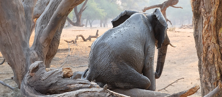 An elephant sits on a log in Zambia's Lower Zambezi National Park