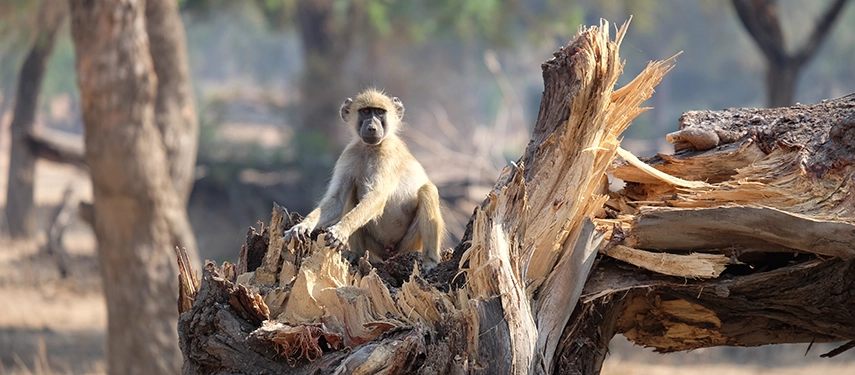 A Vervet monkey sitting on a broken tree in Lower Zambezi National Park, seen on a Zambia safari