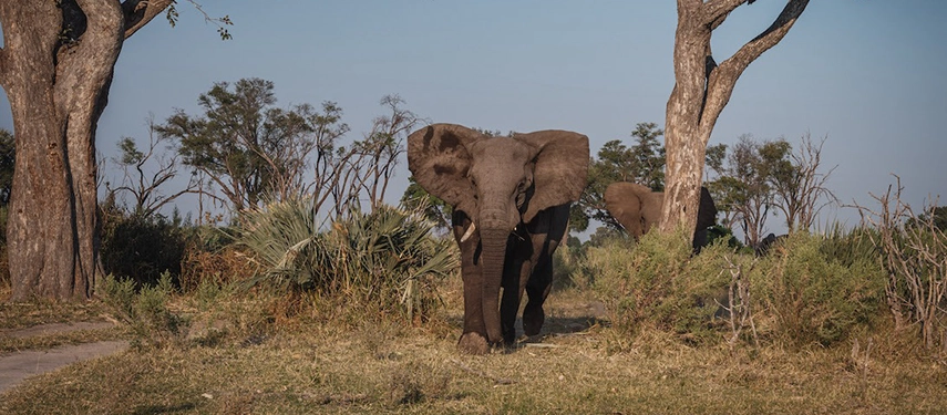 Elephant walking near camp in the Okavango Delta.
