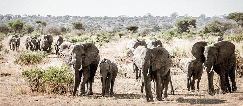A large herd of elephants moves slowly through pale grasslands, their silhouettes framed by the rolling acacia-dotted landscape.