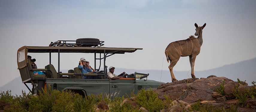 Open safari vehicle pauses as guests photograph a kudu standing proudly atop a rocky outcrop near Loisaba.