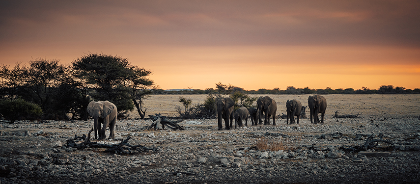 A herd of elephants approaching from the distance across an open, rocky plain at sunset.