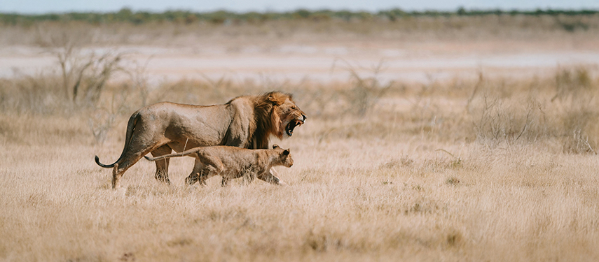 A male lion and a lioness striding purposefully through tall, pale savannah grass.