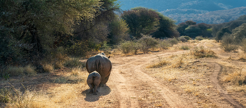 A mother rhinoceros with her calf walking down a dusty bush track bordered by trees.