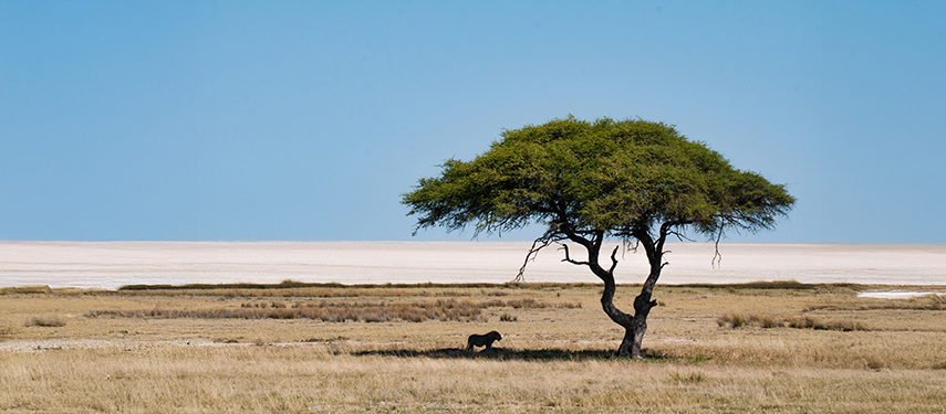 A lone lion walking in the shade of an acacia tree on the open Etosha salt pan.