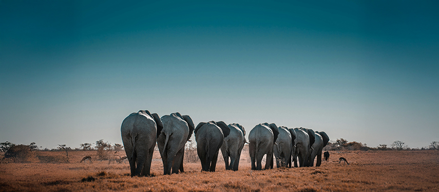 A line of elephants seen from behind, moving across golden grass under a clear blue sky.