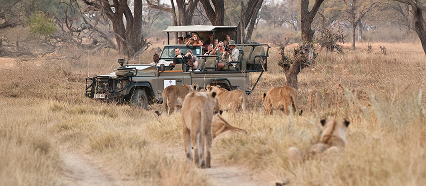 Guests on a game drive vehicle observing a pride of lions in the Khwai Concession.