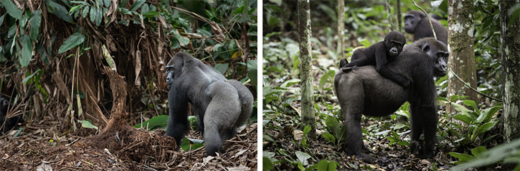Gorilla Trekking Through The Congo Region To See Lowland Gorillas