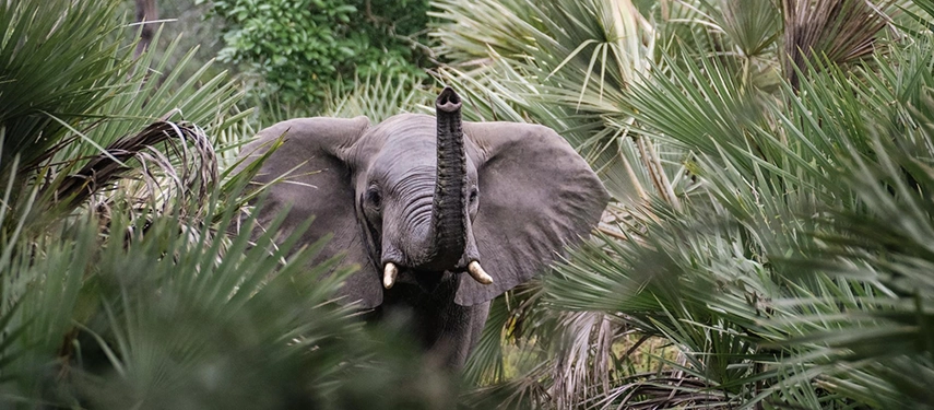 An elephant emerges through dense palm fronds, its trunk raised as it moves calmly through Gorongosa’s riverine vegetation.