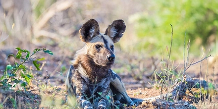 African wild dog resting on the ground, alert and watchful, amid dry grasslands on the Grand Zambezi Safari.