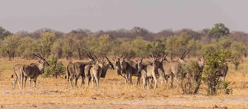 Large herd of eland antelope standing alert in the dry savannah during a Grand Zambezi Safari.