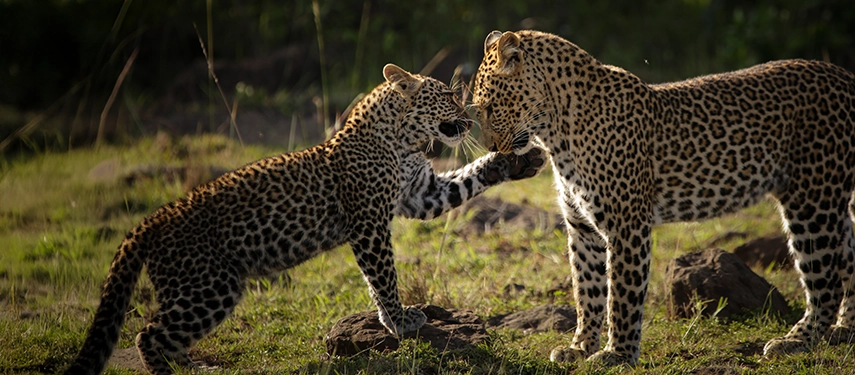 Two leopards playfully interacting on the grassy plains of Kenya’s Maasai Mara.