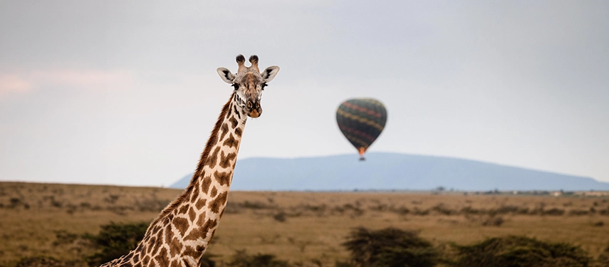A giraffe turns to face the camera on the Mara plains, a colourful hot air balloon drifting silently across the savannah in the distance.