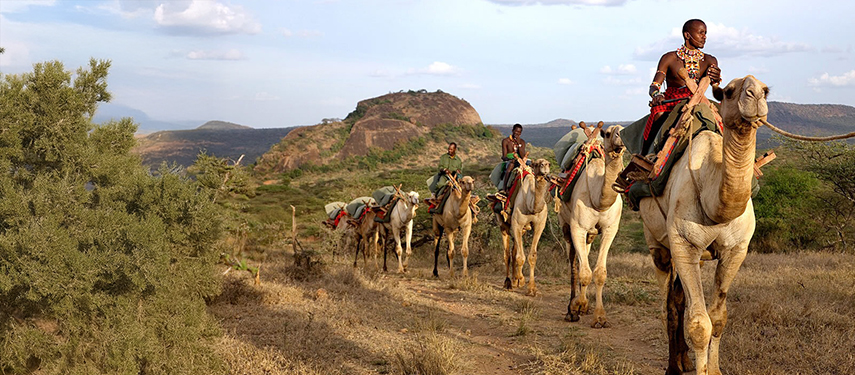 A caravan of camels led by Samburu guides moves along a dusty trail through the arid highlands of northern Kenya.
