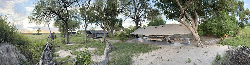 A wide view of Beagle Expeditions Kweene Camp shows tented spaces set beneath mature trees, blending seamlessly into the natural Delta landscape.