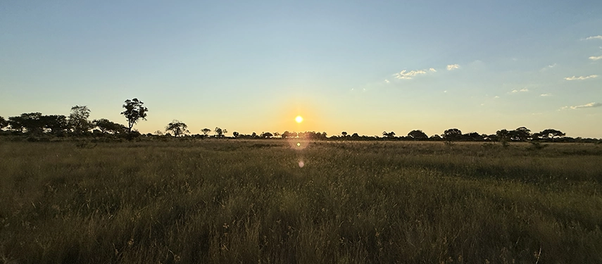Golden sunset light stretches across tall grasses and distant trees, capturing the quiet beauty of the African bush at the close of day.