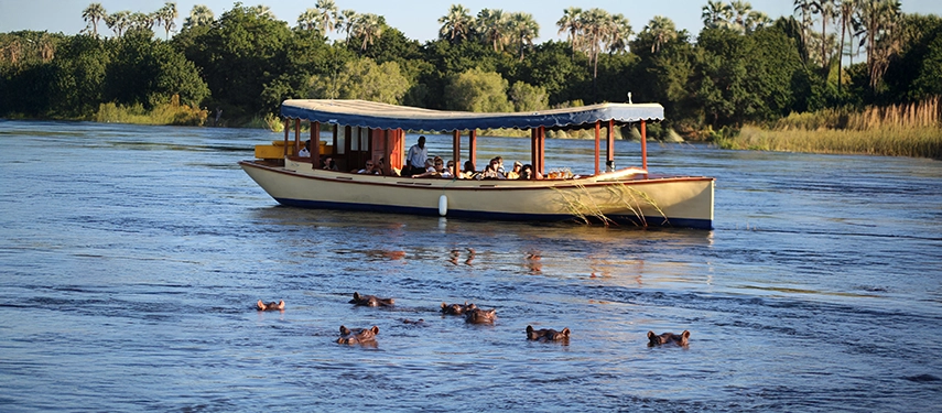 Riverboat cruise near Victoria Falls with pod of hippos in foreground