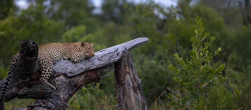 A watchful leopard lies on a log, perfectly camouflaged in the dense greenery.