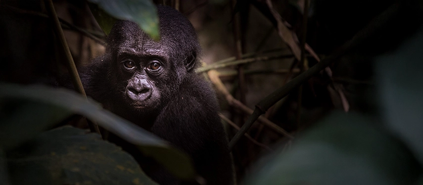 Young gorilla peering through dense forest foliage, partially illuminated by a shaft of light.