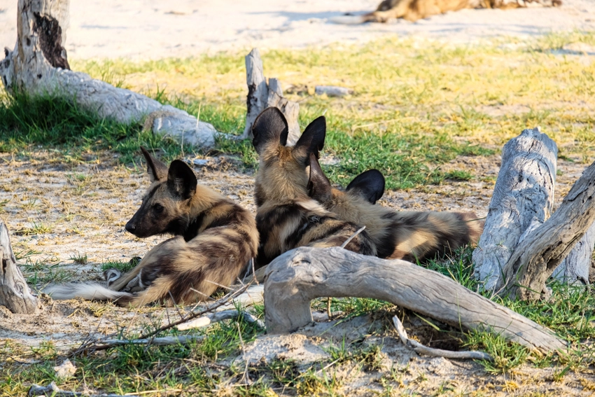African wild dogs rest in the shade near camp, their alert ears and markings highlighting an intimate wildlife encounter in Botswana. 