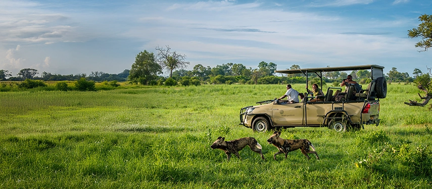A game drive at Karangoma Camp encounters African wild dogs moving swiftly across open floodplain grasslands in the Okavango Delta.