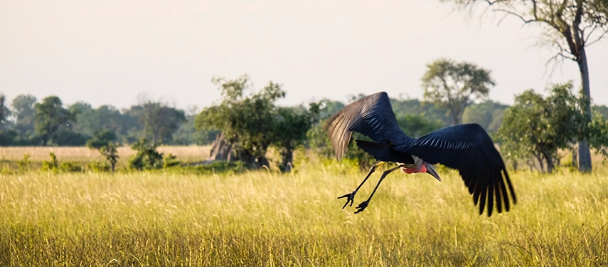 A maribou stork lifts gracefully from golden grasslands near Karangoma, capturing the rich birdlife that thrives across the Okavango Delta.
