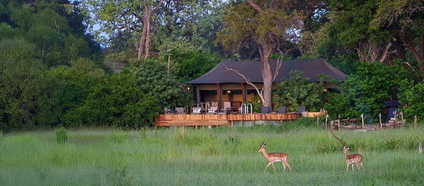 Impala graze across a green floodplain in front of Karangoma’s open-fronted main area nestled among mature trees.