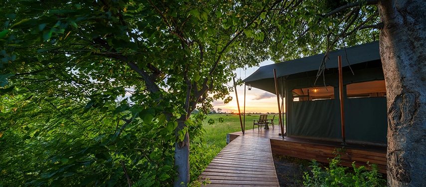 A wooden pathway winds beneath dense foliage towards a tented suite glowing warmly in the light of an Okavango sunset.