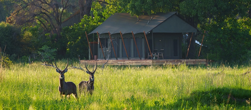Two waterbuck stand alert in soft afternoon light before a tented suite set against a backdrop of leafy trees.
