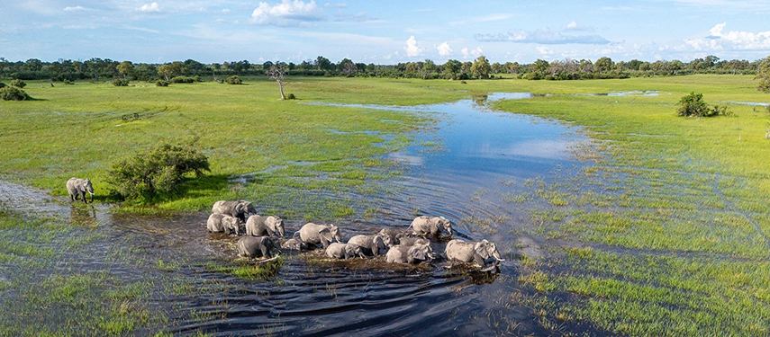 A herd of elephants wades through shallow Okavango waters as the floodplains stretch out beneath a bright sky.