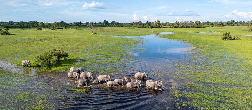 A herd of elephants crosses shallow floodwaters, creating a striking aerial perspective of the Okavango Delta ecosystem.
