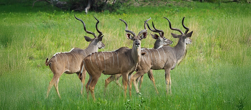 A small group of greater kudu stand alert in fresh green grasslands within the wildlife-rich concession surrounding Karangoma Camp.
