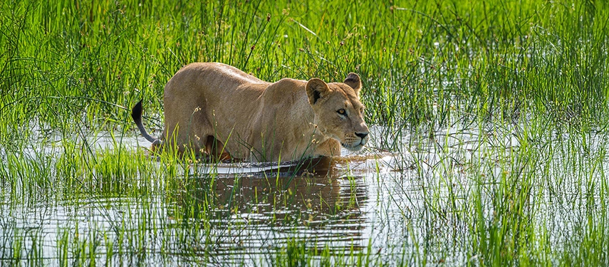 A lioness moves steadily through clear floodwater, her reflection shimmering between the reeds.