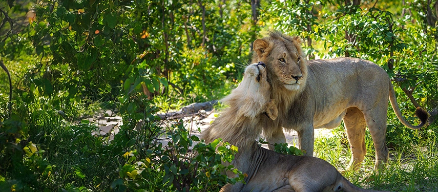 A male lion nuzzles a lioness in dappled woodland light, surrounded by thick green foliage.