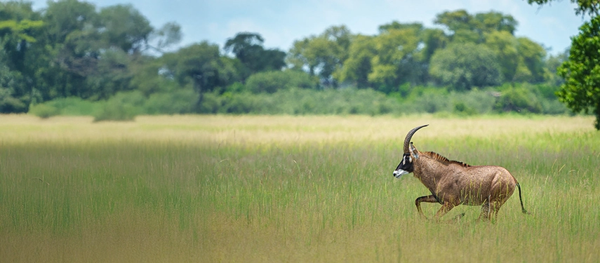 A roan antelope trots through tall summer grass with trees forming a soft green backdrop.