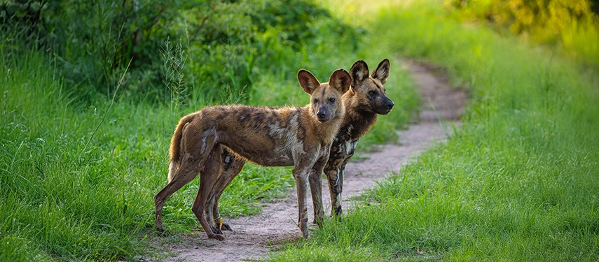 Two African wild dogs pause on a narrow track, offering a rare and intimate wildlife encounter in the Okavango Delta.