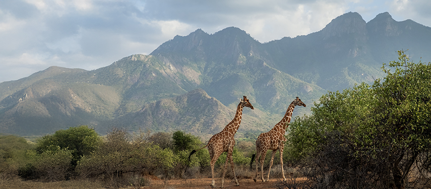 Two reticulated giraffes walk across the savannah with the dramatic peaks of the Mathews Range rising behind them.