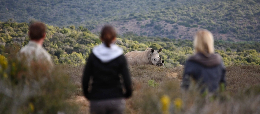 A guide and two guests observe a rhino at Kwandwe Private Game Reserve in South Africa