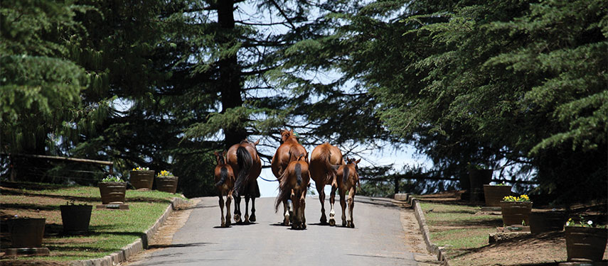 Thoroughbred horses walking the grounds of Hartford House