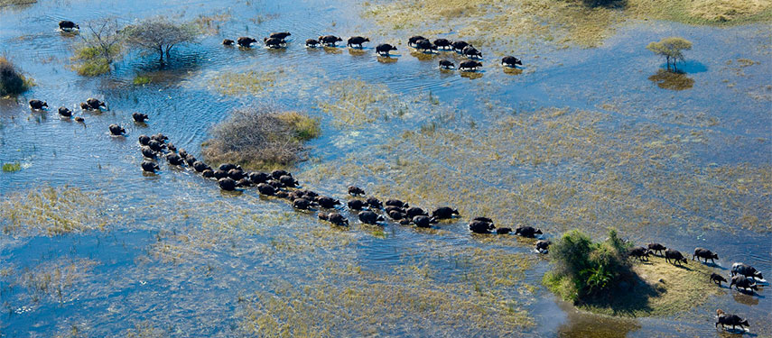 Aerial view of buffalo walking through the floodwaters of the Okavango Delta
