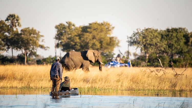 A guide poles a mokoro as he and a guest watch an elephant grazing on the banks of the Okavango Delta.