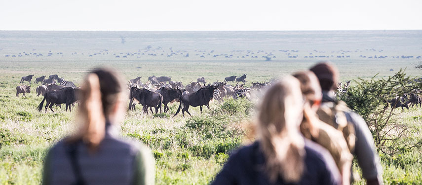 Spot the moving wildebeest migration on a walking safari at Legendary Serengeti Mobile Camp