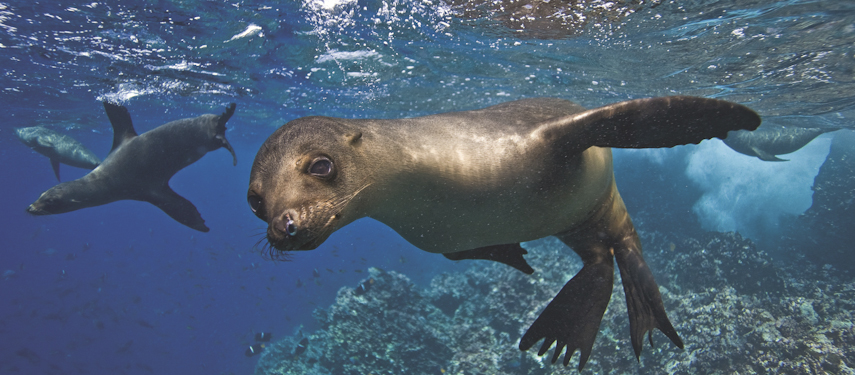 Sea lions underwater in the Galápagos