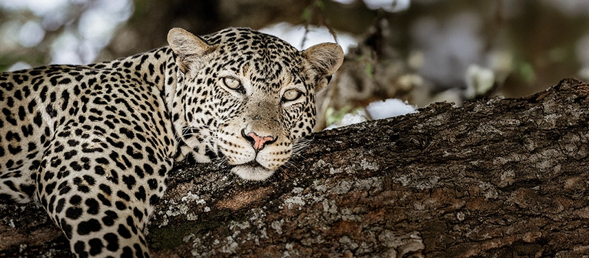 A relaxed leopard rests along a tree branch, its spotted coat blending seamlessly with the dappled light of the Tarangire canopy.