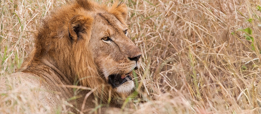 A male lion lies partially concealed in tall grass, his mane catching the light as he surveys the surrounding savannah.