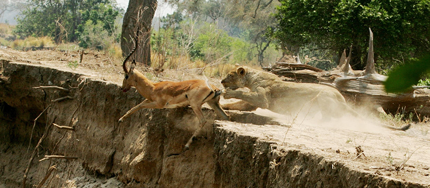 A lioness charges at full speed toward an impala, capturing the intensity of a chase along an eroded riverbank.