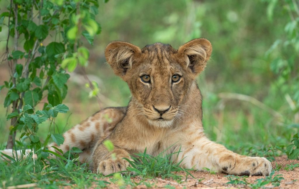 Lion Cub In Ruaha National Park, Tanzania - big cat safari