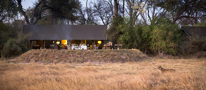 Main tented structure of Little Machaba Camp at twilight with glowing interior lighting and a lioness in the foreground.