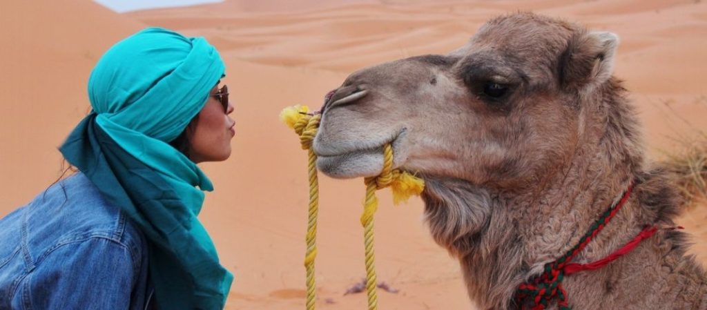 camel experience Morocco